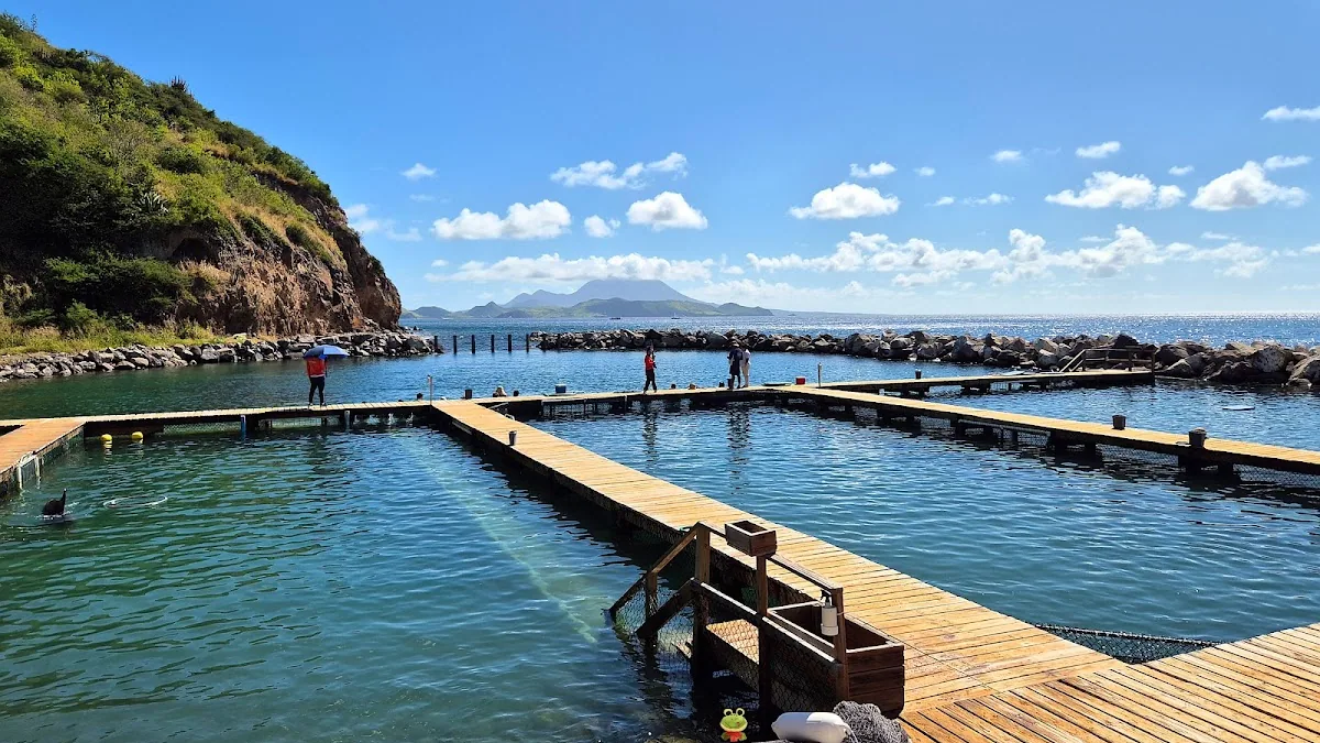 Dolphin Explorer St Kitts