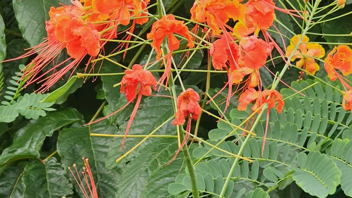 Dominica Botanic Gardens