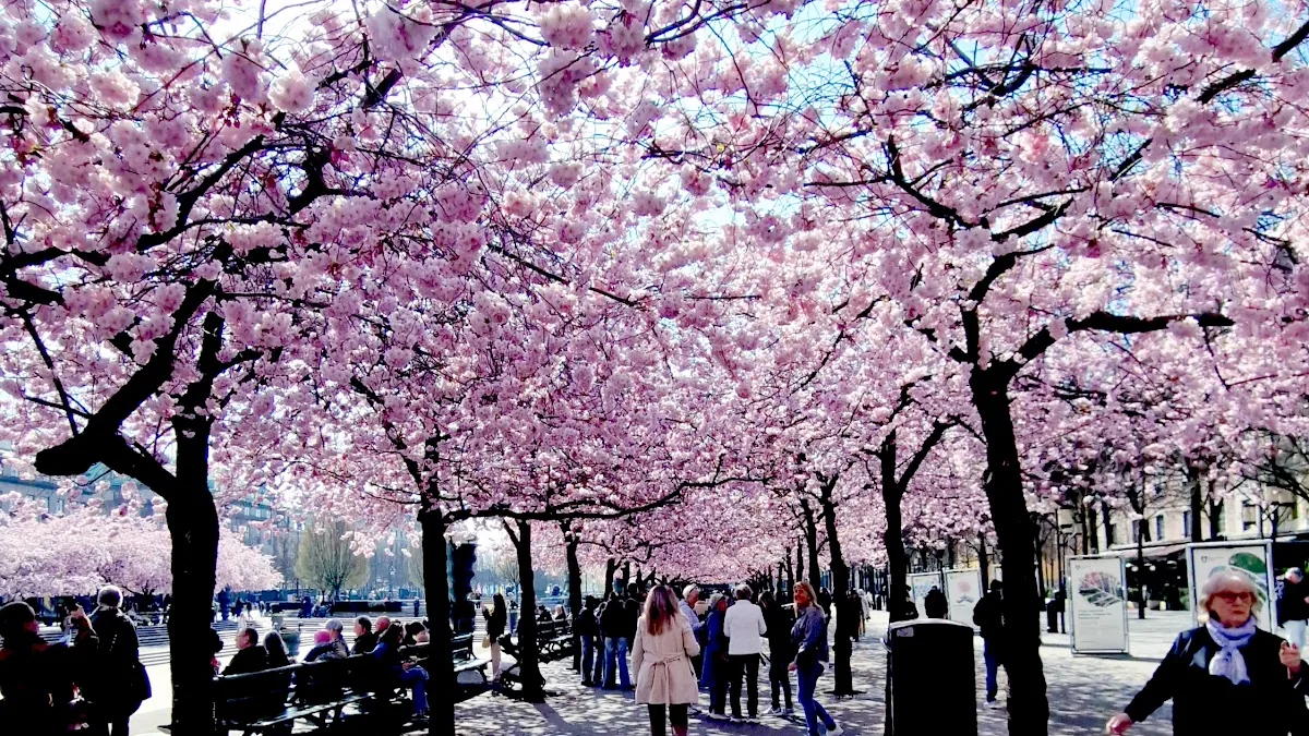 King's Garden