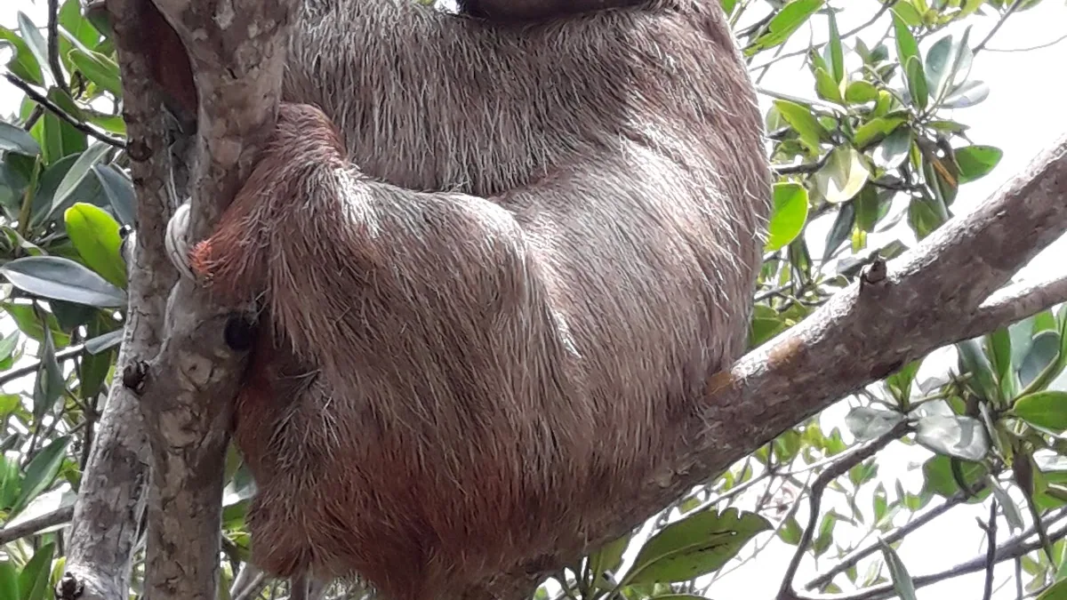 Daniel Johnson's Monkey and Sloth Hang Out