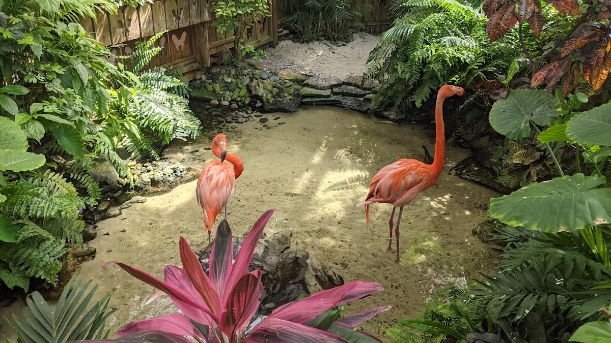 The Key West Butterfly and Nature Conservatory