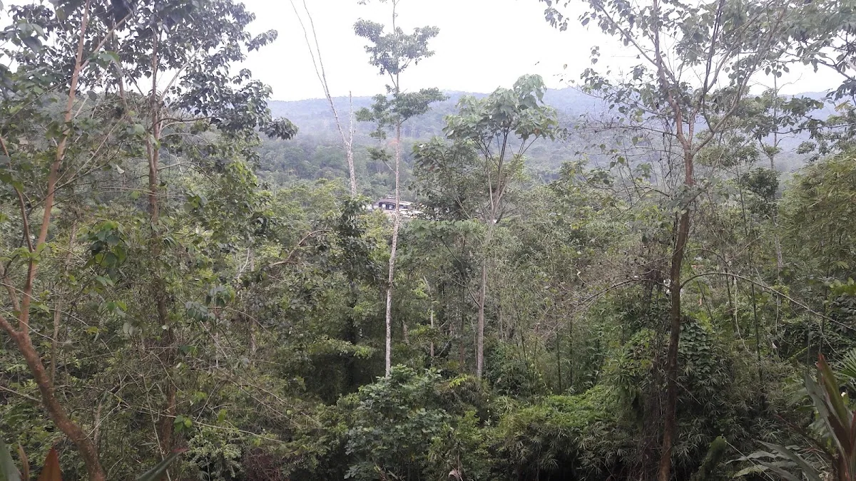 Brisas de La Jungla