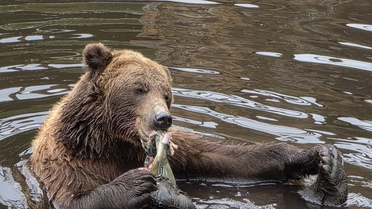 Fortress of the Bear