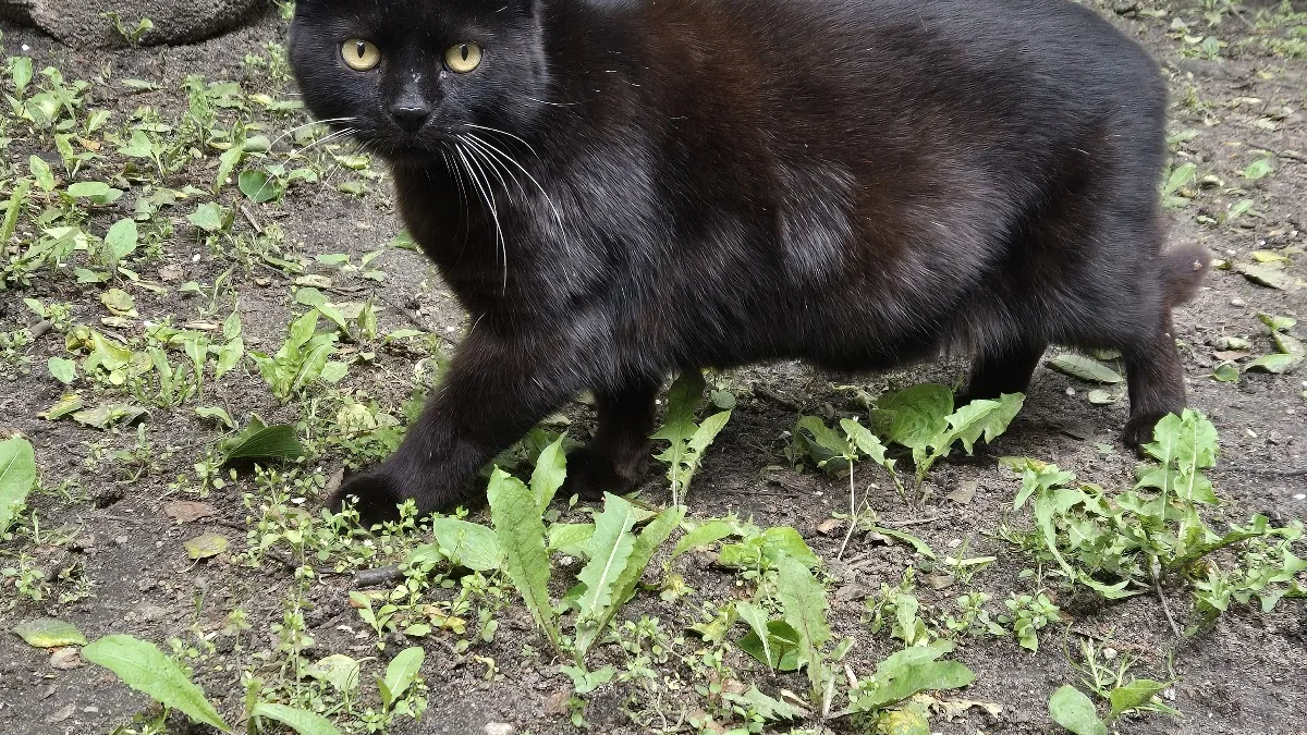 Old Town Cat