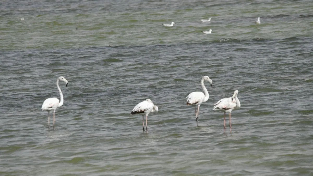Aqaba Bird Observatory