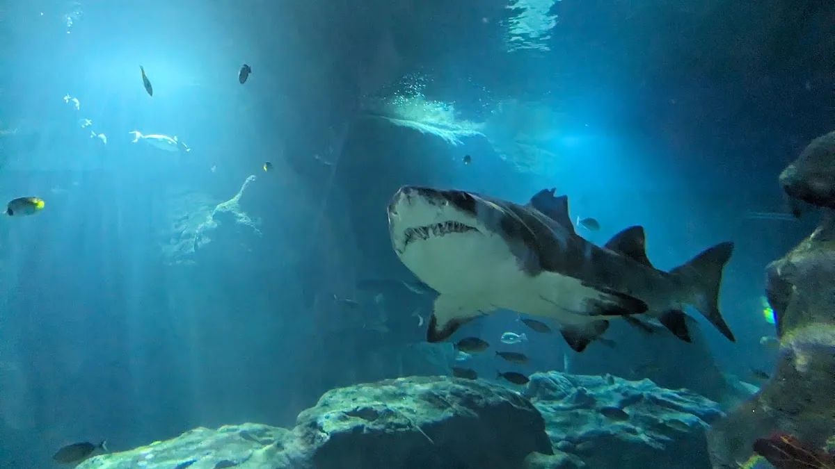 Odysseo- oceanarium (Mauritius) LTD
