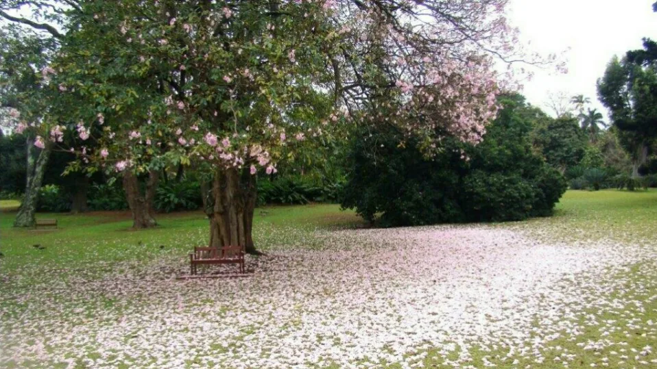 Durban Botanic Gardens