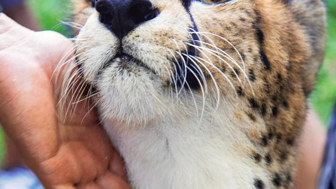 Cheetah's Rock