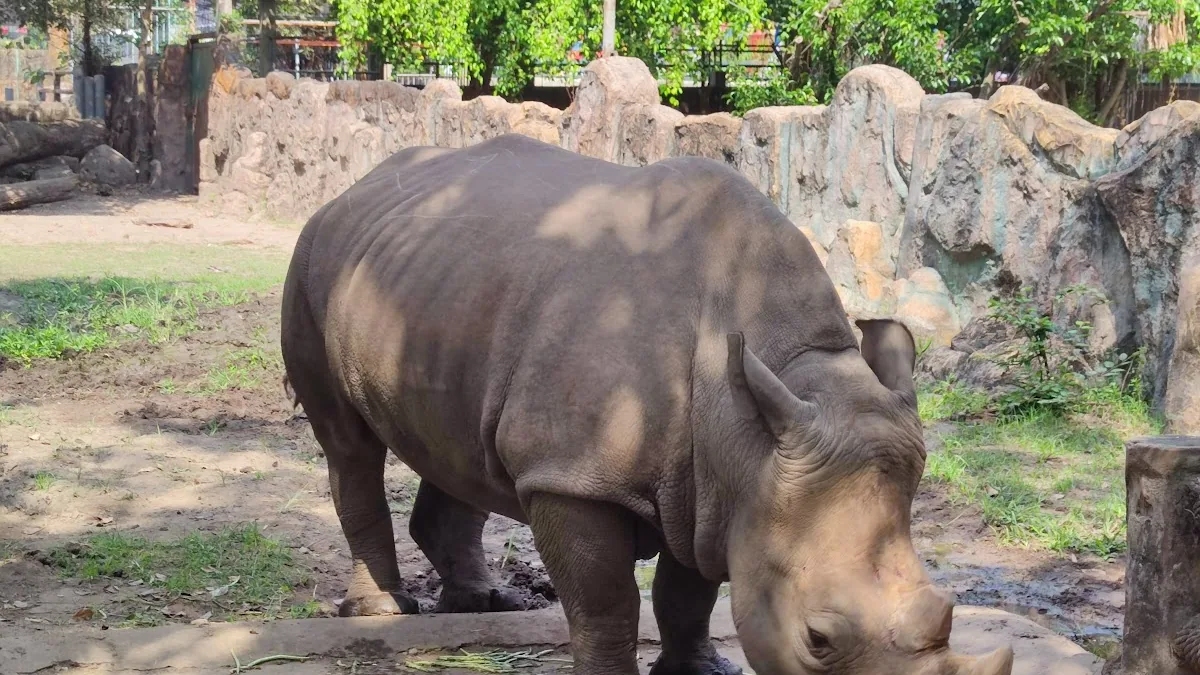 Saigon Zoo & Botanical Gardens