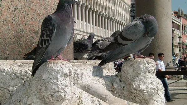 Venice — photo 5
