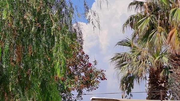 Kuşadası — photo 5