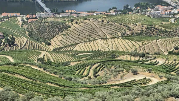 Pinhão