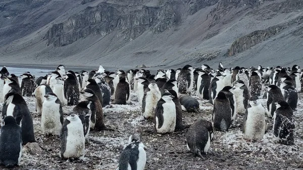 Antarctica & Expedition — photo 2